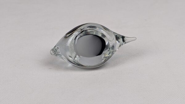 Glass Fish - Image 5
